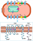 Effect of KCNQ1 G229D mutation on cardiac pumping efficacy and reentrant dynamics in ventricles: Computational study